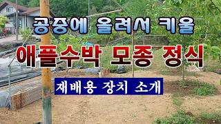 [텃밭농부 2,243]  애플수박 심을 장치 소개 및 모종정식! #애플수박재배
