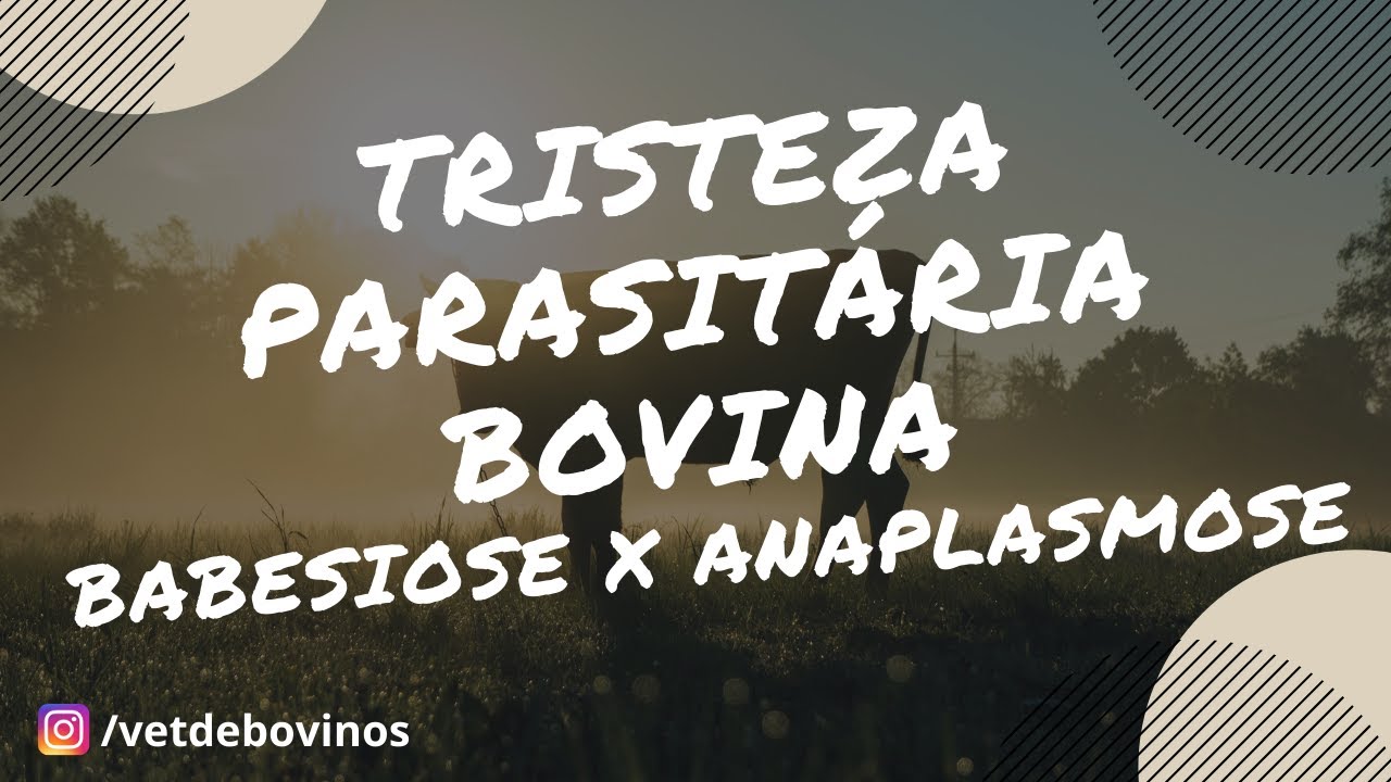 Tristeza Parasitária Bovina diferença entre Babesiose e Anaplasmose #013