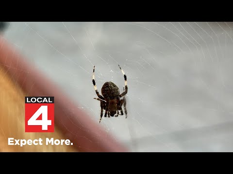 Why you’re seeing so many spiders in Michigan right now (run for your life!)
