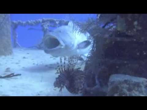 Stelldichein am Wrack, Cayo Coco,Kuba