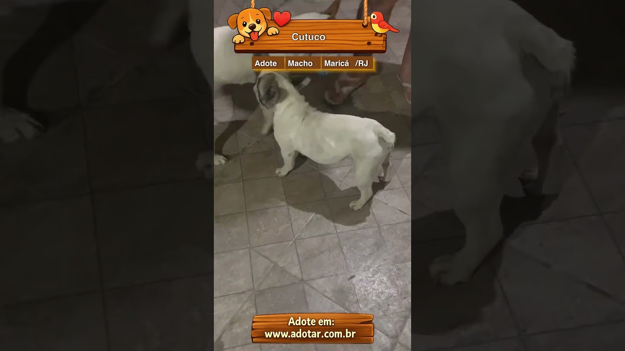 Cachorro raça Dogue Alemão idade 3 anos nome Cutuco