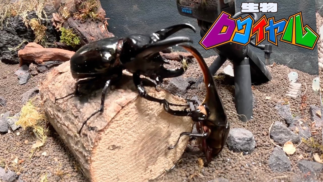 最強のヘラクレスvs最恐のコーカサス【生物ロワイヤル】