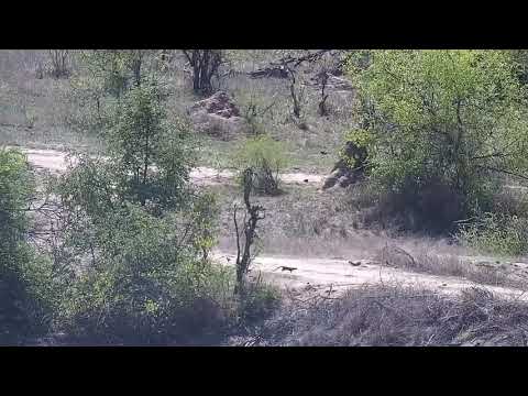 Djuma: Slender Mongoose on a mission - 09:361 - 10/21/21