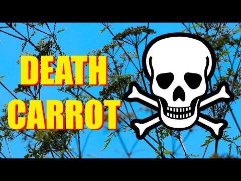 Poison Hemlock = Death