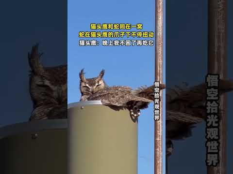 猫头鹰和蛇同在一窝，蛇在猫头鹰的爪子下不停扭动，猫头鹰：晚上我不困了再吃它。 #万万没想到 #动物的迷惑行为  #大熱門