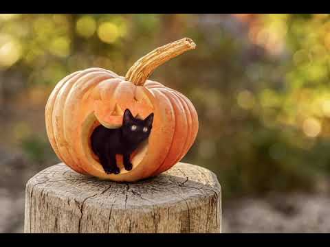 Beautiful Black cat inside the Pumkin😁😁😁