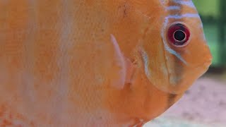 ¡Lunes en directo! ¡Qué se vienen más peces!