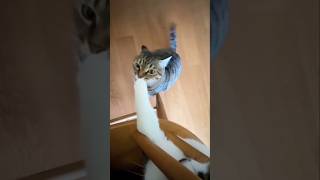 #cat #cute #catvideo #cutecat #funnyvideo #funny