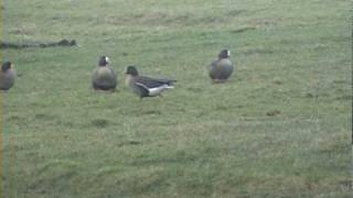 preview picture of video 'witbuikrotgans white-bellied brant en dwergganzen lesser white-fronted geese  29122009.dv'