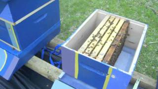 Northern Raised Nucleus Colony Installation