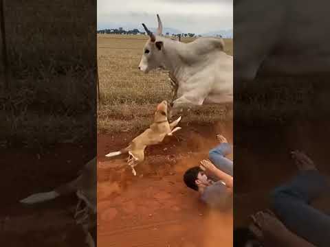 NUNCA provoque um boi solto! 🐂💥