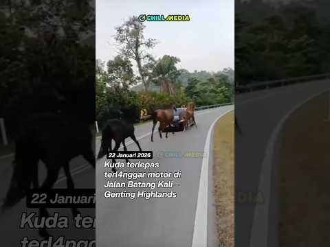 Kuda terlepas 📍Jalan Batang Kali - Genting Highlands, Hulu Selangor.