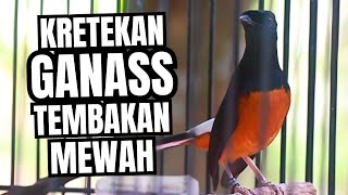 Download lagu MURAI BATU GACOR FULL ISIAN TEMBAKAN KASAR KRETEKAN GANAS SANGAT AMPUH MENAIKKAN EMOSI MURAI BATU mp3 Download lagu MURAI BATU GACOR FULL ISIAN TEMBAKAN KASAR KRETEKAN GANAS SANGAT AMPUH MENAIKKAN EMOSI MURAI BATU mp3