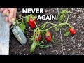 Here S Why You Should NEVER Plant Peppers In Your Garden