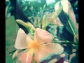 Цветок лилавади поёт Женя Теджетова и группа "Салют" 
