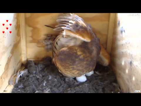 Sydney talking to owlet in egg through pip hole - VISIBLE movement in egg!