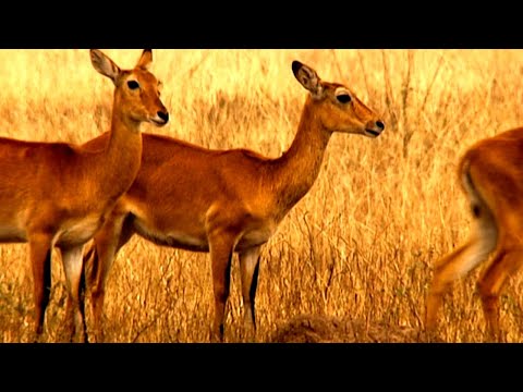 Homosexual Behavior in Animals - Surprising Science Revealed