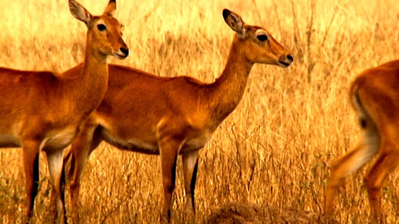 Out in Nature: Homosexual Behaviour in the Animal Kingdom Trailer