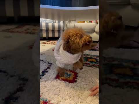 Dog wiggle 😂 that’s just my crazy dog 🐶 #shorts