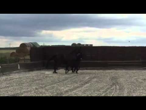 Bewegungsstarkes Stutfohlen von Livaldon