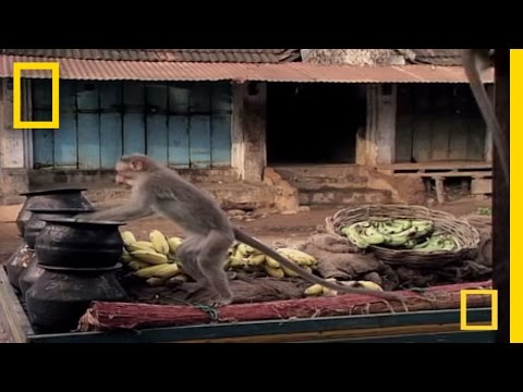 Drunk Monkeys | National Geographic