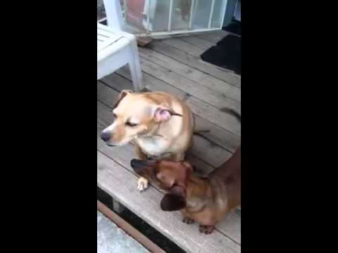 [Idol Finale 2013] -  American Idol