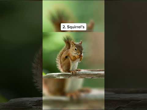 How different Animals React to Rabies