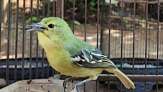 Download lagu Sirtu Cipoh Betina Birahi Memanggil Dengan Suara Super GACOR Durasi Panjang mp3