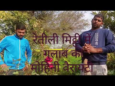 रतिलि जमीन मे गुलाब की खेती कैसे करे, gulab ki kheti #gulab #kheti#gulab_ki_kalam