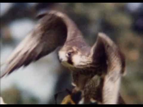 NATIONAL GEOGRAPHIC - DOCUMENTARIO UCCELLI RAPACI [ITA] DOCUMENTARY BIRDS OF PREY] ASSASSINI VOLANTI