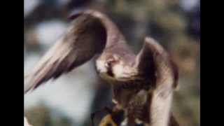 NATIONAL GEOGRAPHIC - DOCUMENTARIO UCCELLI RAPACI [ITA] DOCUMENTARY BIRDS OF PREY] ASSASSINI VOLANTI