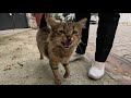 Fluffy Tabby Cat Meowing So Cute
