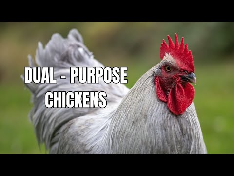 Top 10 Dual-Purpose Chicken Breeds for Meat and Eggs | Chicken Farming