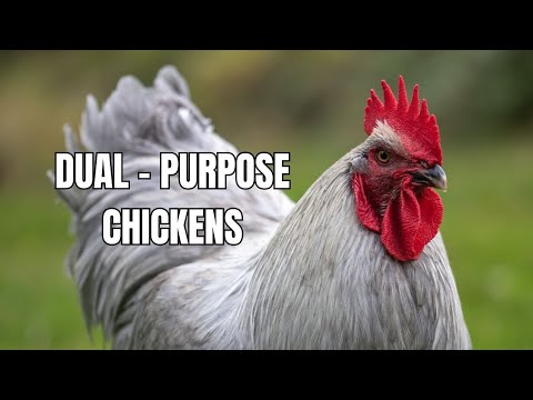 , title : 'Top 10 Dual-Purpose Chicken Breeds for Meat and Eggs | Chicken Farming'