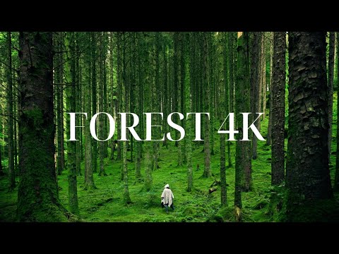FLYING OVER FOREST (4K UHD) - Relaxing Music Along With Beautiful Nature Videos - 4K Video Ultra HD