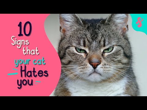 💔 10 Signs That Your Cat Really HATES You | Furry Feline Facts 😾😿