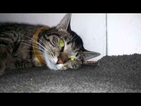 Barmeal - Hey Mama Dance