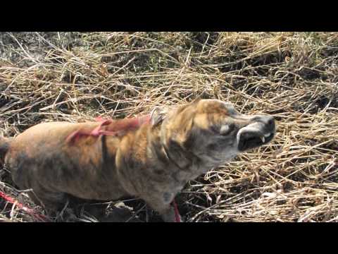 Gminne schronisko dla bezdomnych zwierząt w Środzie Wlkp - Alfi i Margo