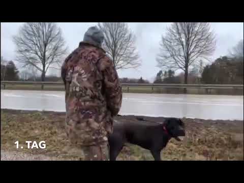 Cane Corso - Dog attack
