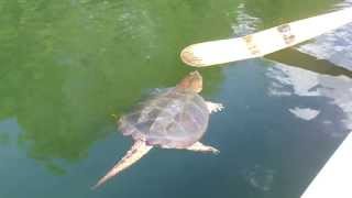 preview picture of video 'Turtle, Algonquin Park'