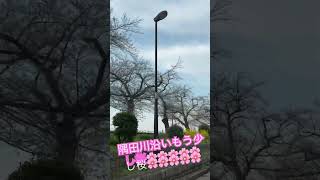 もう少しで満開ですね！#さくら #隅田川 #automobile #ラーメン #さくらみこ #桜並木#乾杯#花御 ZRX1200DAEGベストショット^_^