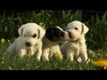 Puppies Getty Images