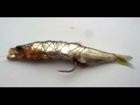 Sardine fishing theory