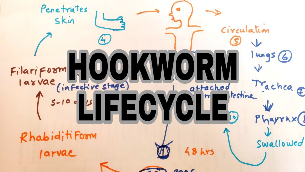 What is the life cycle of a hookworm? Ref Tips