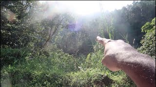 Blue Mountain Honey Trail | Jamaica Vlog #145