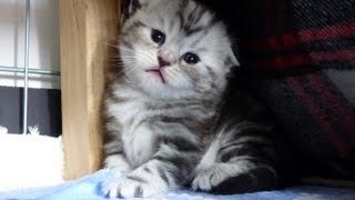 Cutest Cat Moments. First steps of cute kittens  learns how to walk!