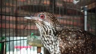 Download lagu Suara Tuwu betina memikat jantan mp3