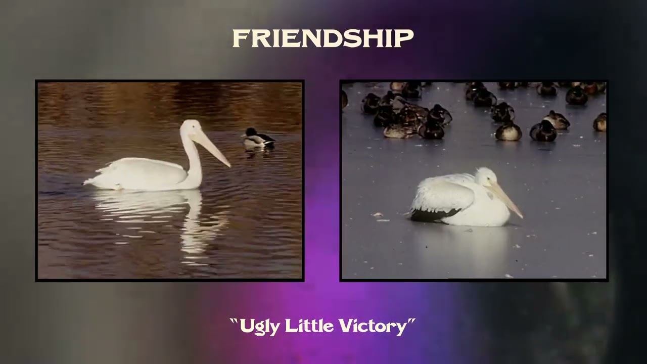 Friendship - Ugly Little Victory