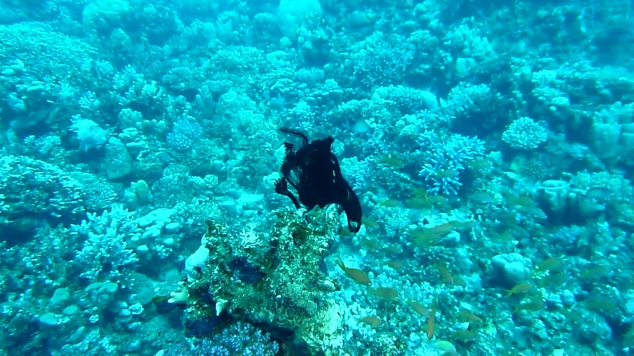 Black feather star