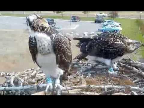 Hellgate Ospreys - closeups of Taylor - Miles returned - ab.10:45 am Nest (MT) time-Aug. 11, 2013